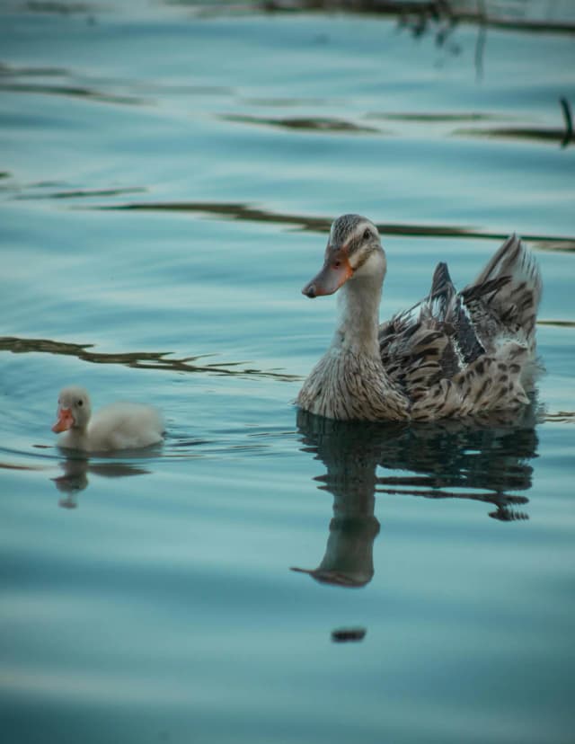 هر کسی کو دور ماند از اصل خویش ...